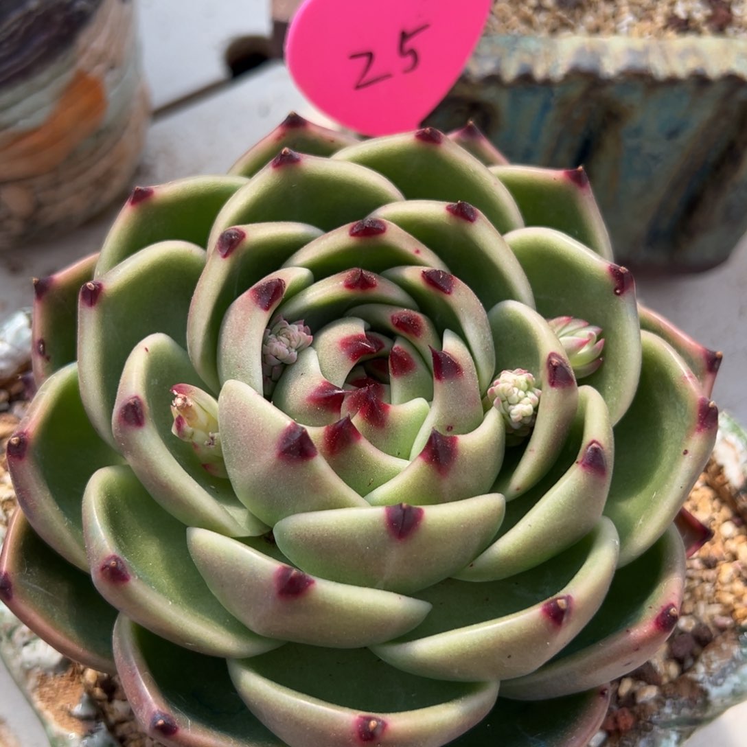 多肉植物一物一拍