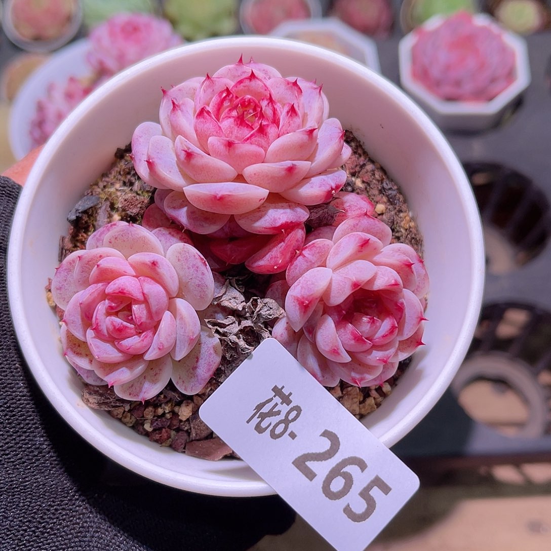 花08-265天鹅绒三头