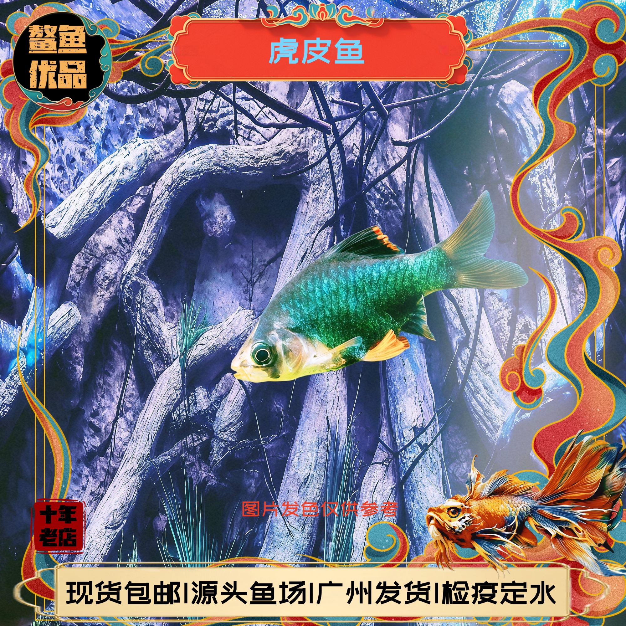 新手好养虎皮鱼荧光虎皮绿虎皮热带鱼观赏鱼小型活体鱼四间群游