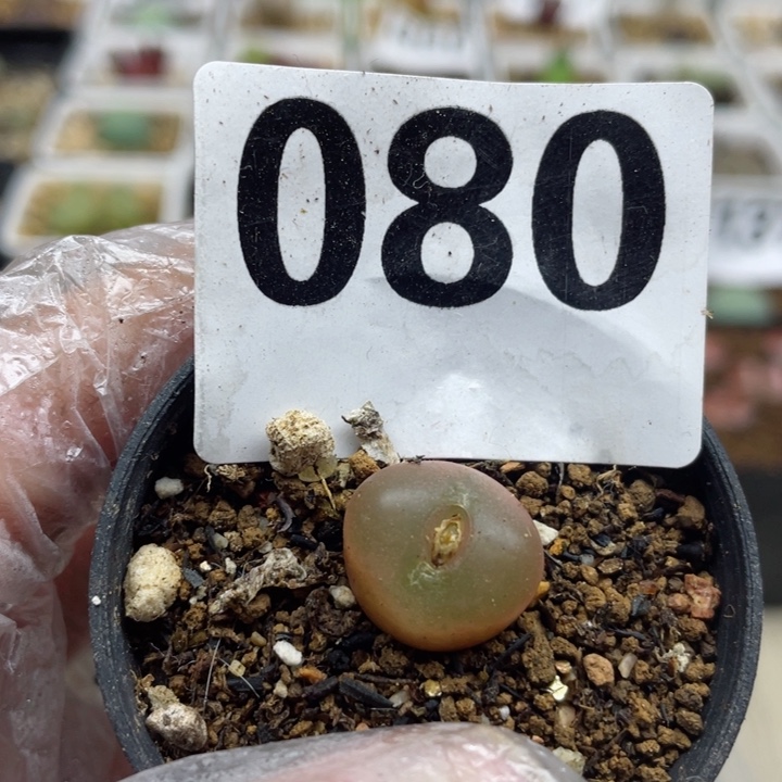 080吕红母本带盆