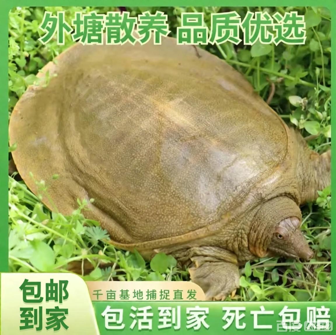 外塘生态鲜活甲鱼 2.7-3斤单只到手不低于2.7斤  青黄色 京东包邮