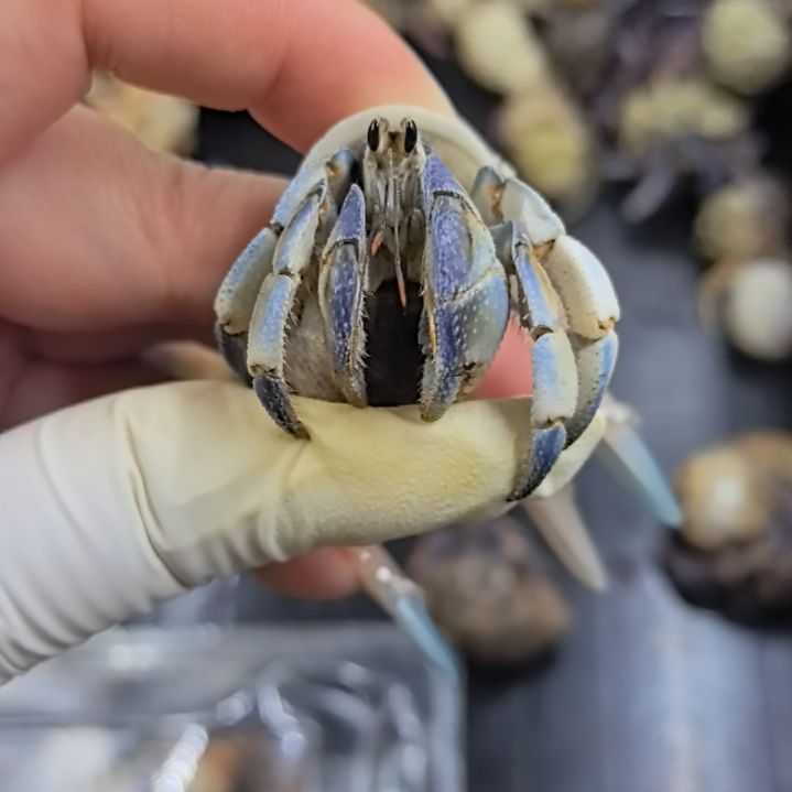 1.3口蓝白紫陆豆小绝绝
