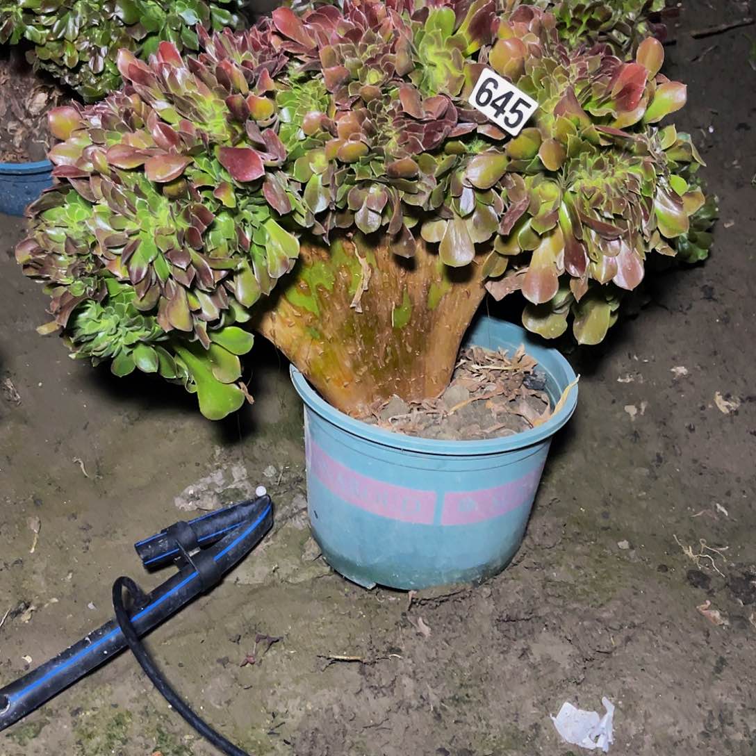 法师法师15–29包邮法师