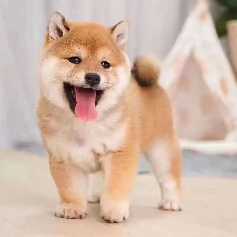 （雷霆犬业）狗狗活体
