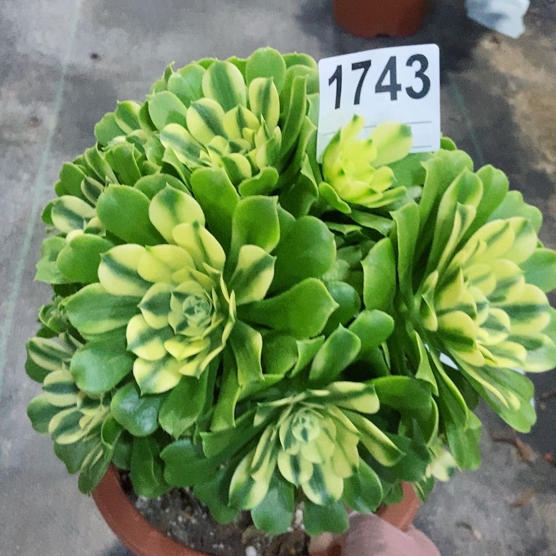 红陶1743辛尼亚4多肉