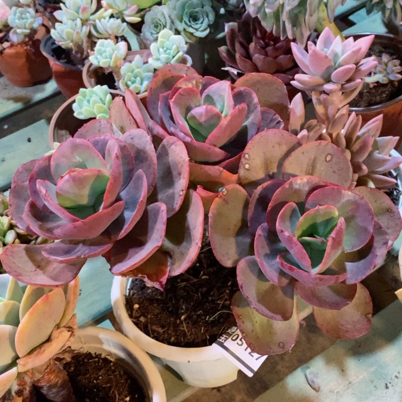 【闪购商品】初吻05127