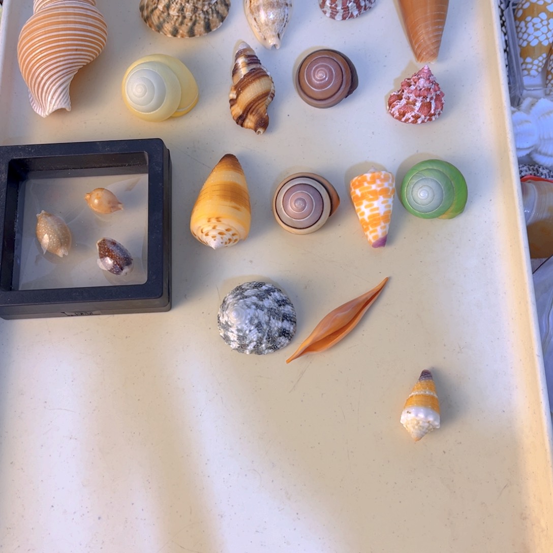 鼠*天然贝壳的制作方法是用来