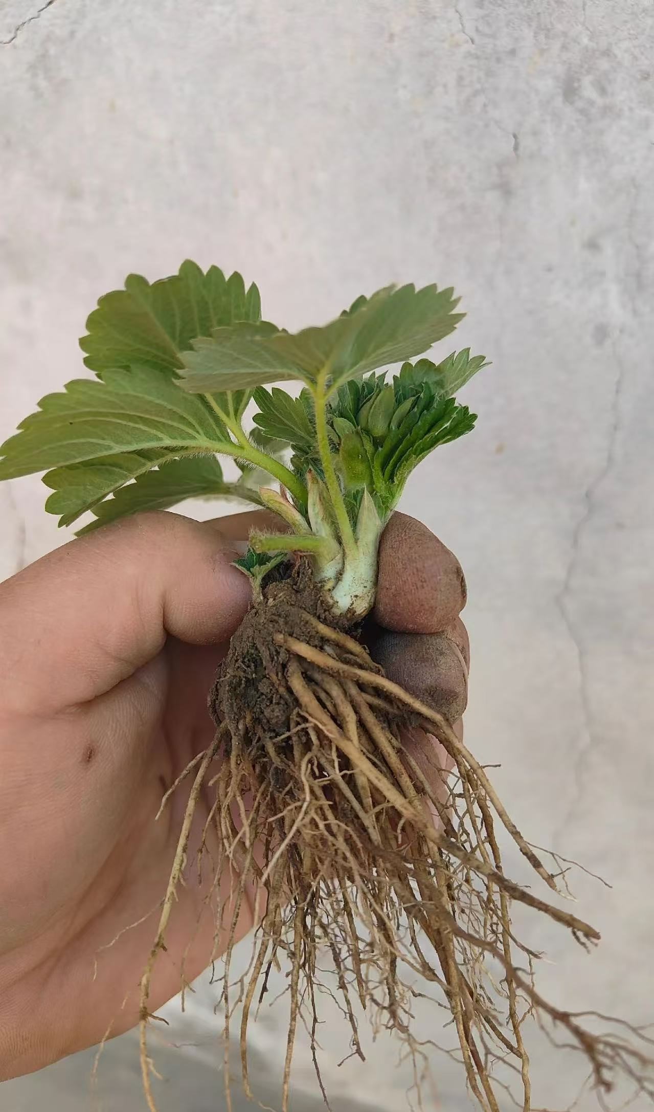 冰糖心裸根原种草莓苗新品种盆栽阳台庭院草莓种植苗