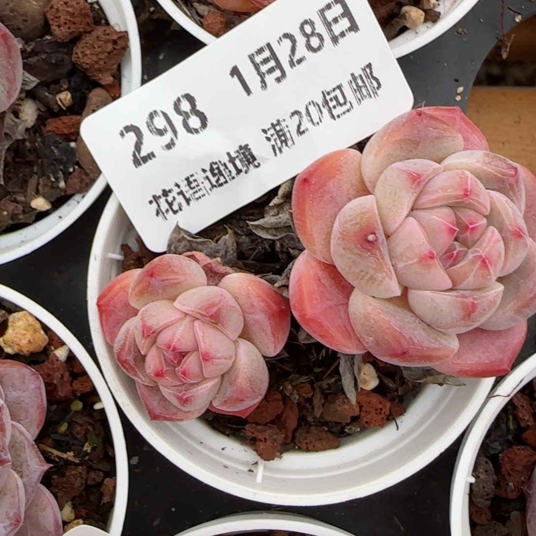 花语逸镜0128-298