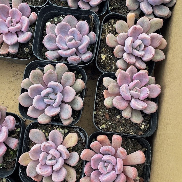 丘比特带盆土发货