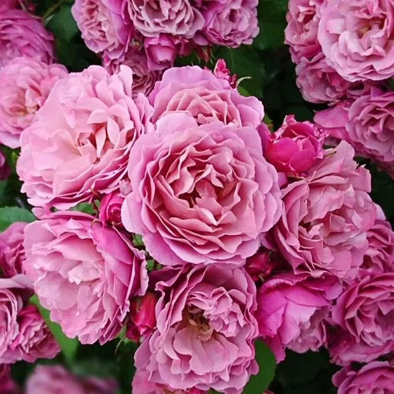 【3棵包邮】葵 月季玫瑰花苗浓香庭院阳台花卉盆栽四季开花