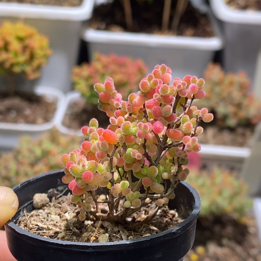 唔*王蜜桔糖球A757两颗福利价枝干番杏年后发货