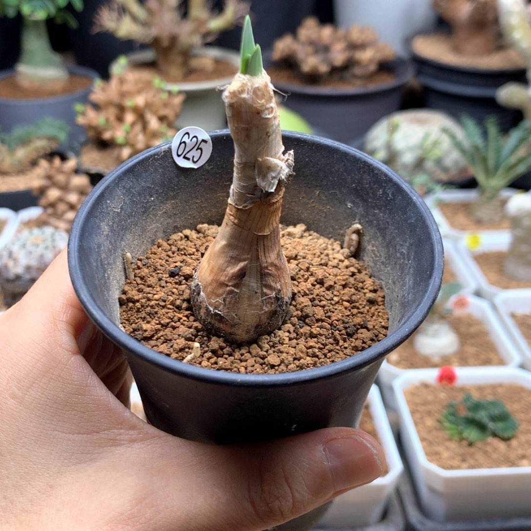 产地巨凤之卵带盆实生2cm