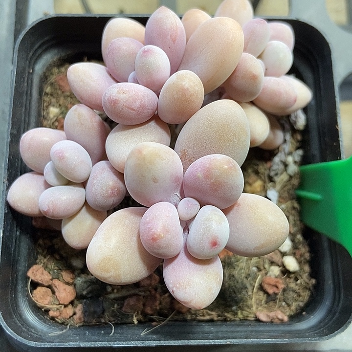 多肉植物丸叶桃蛋3002