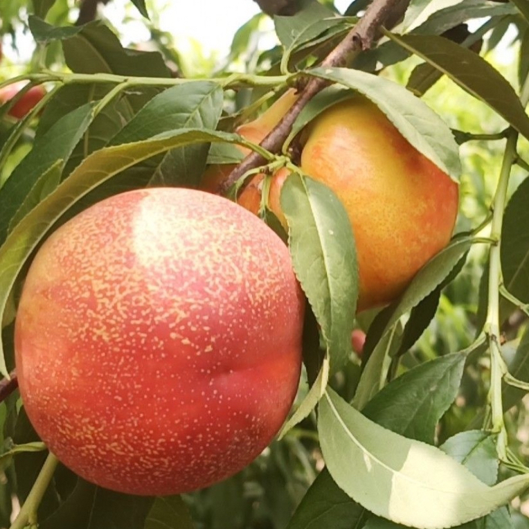 中油36油桃嫁接枝条 七月初成熟 浓甜丰产 耐运输