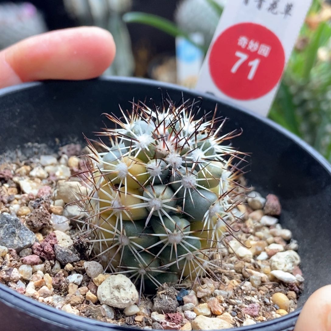 实生蓬莱宫锦一颗仙人球3.1cm