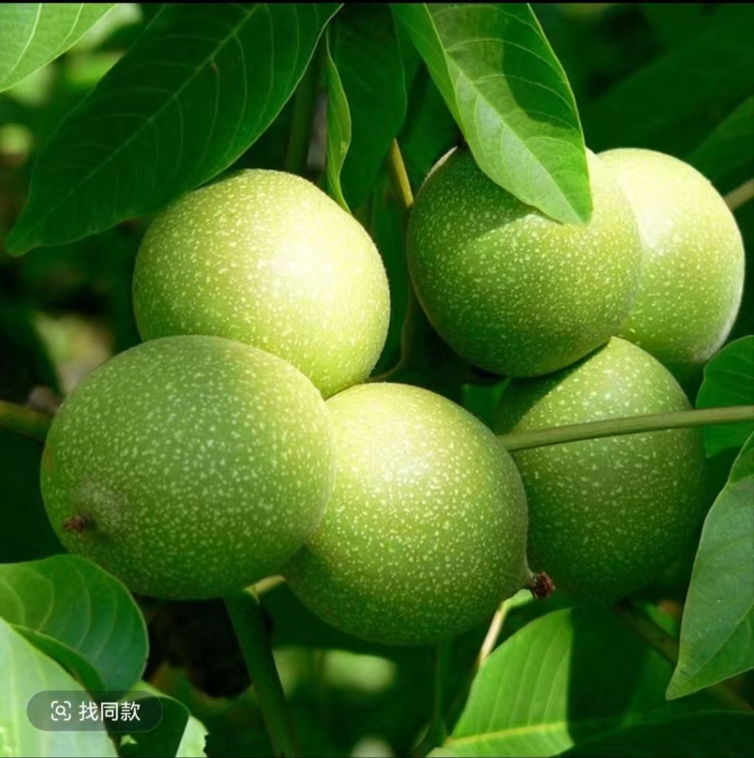 文玩核桃青果，（盘山公子帽10个）