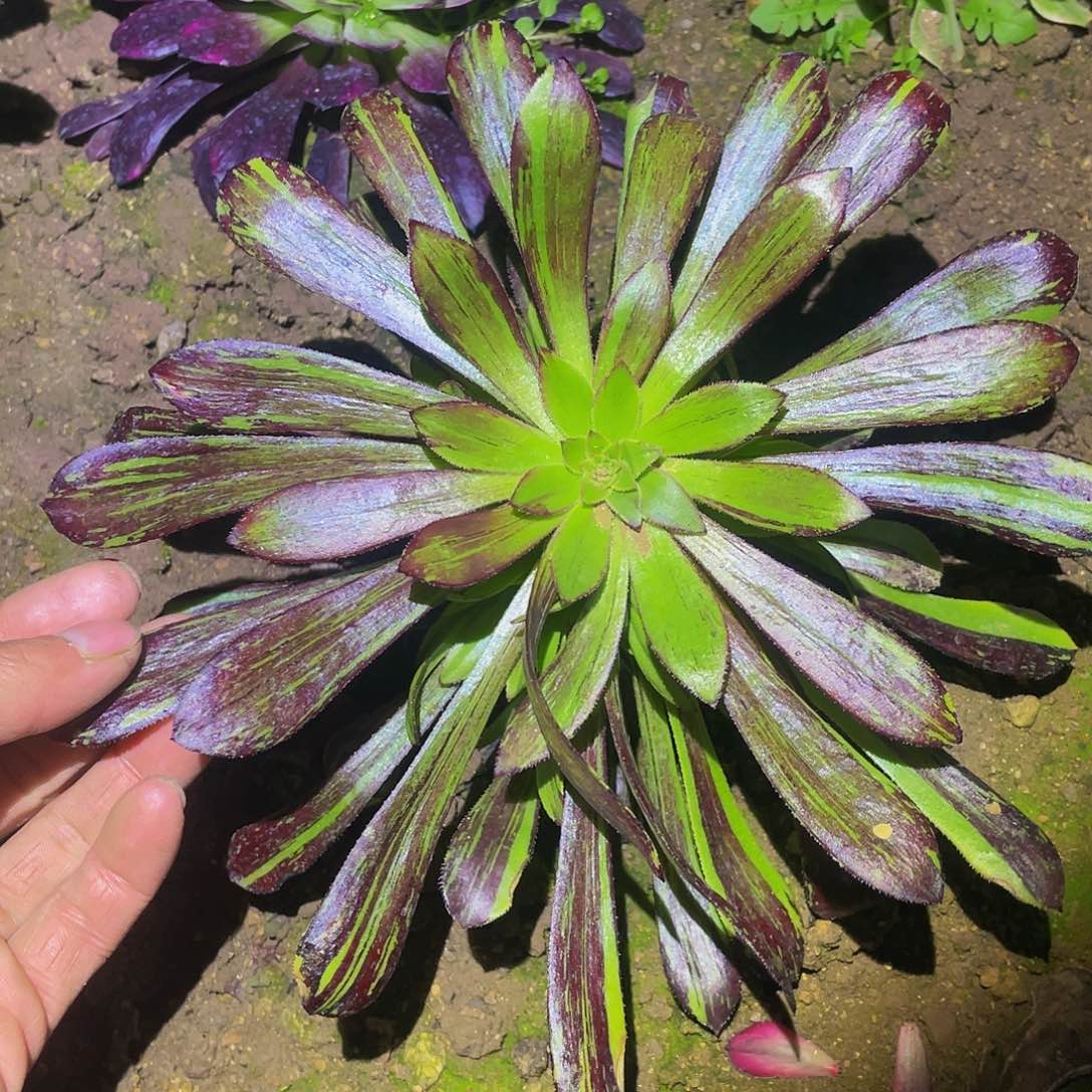 1516水墨丹青多肉植物