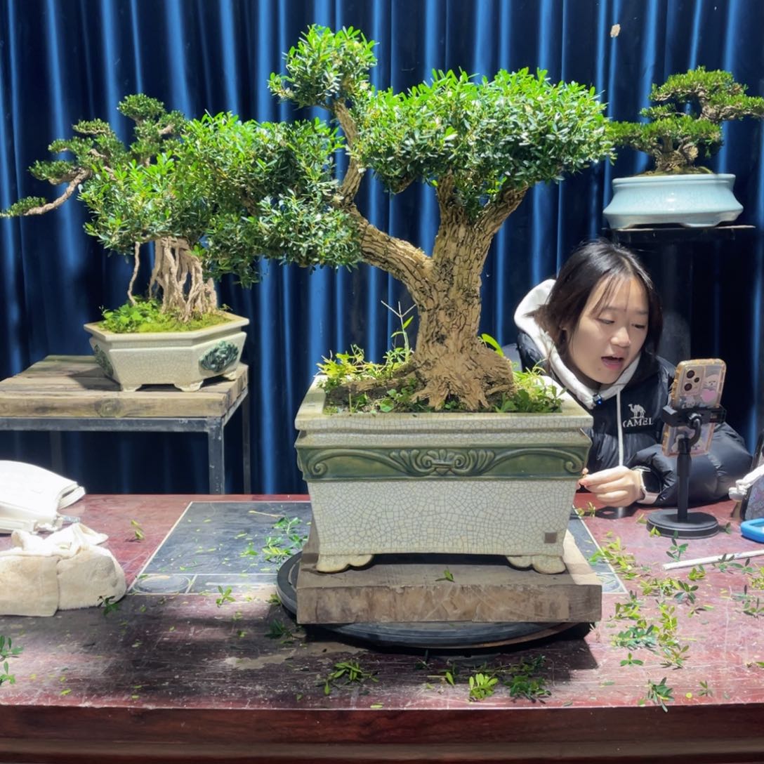 黄杨盆景老桩四季长青