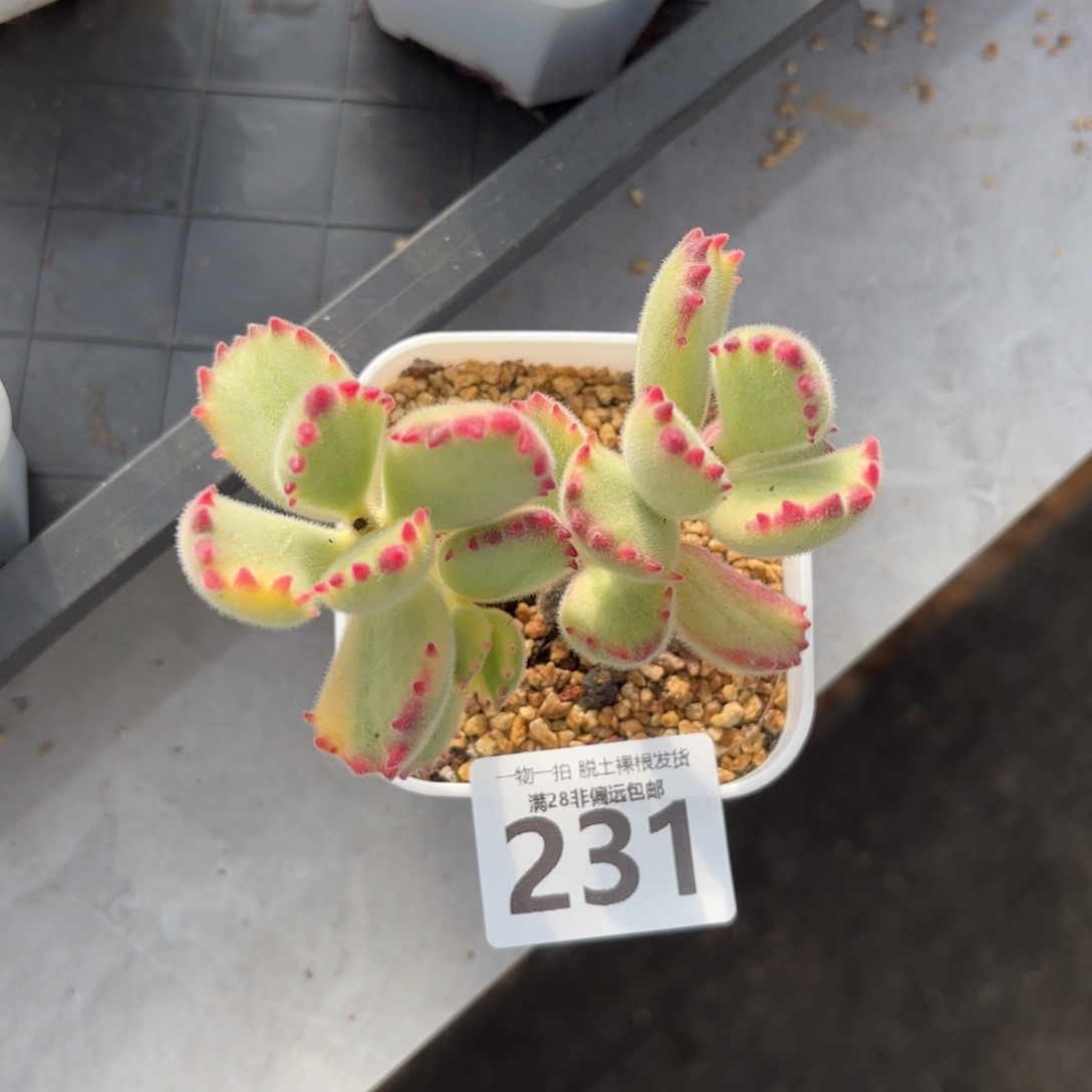 白熊多肉无盆土发货