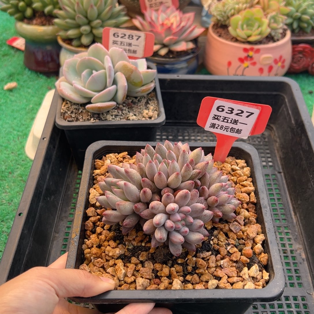表妹精品多肉植物6327.