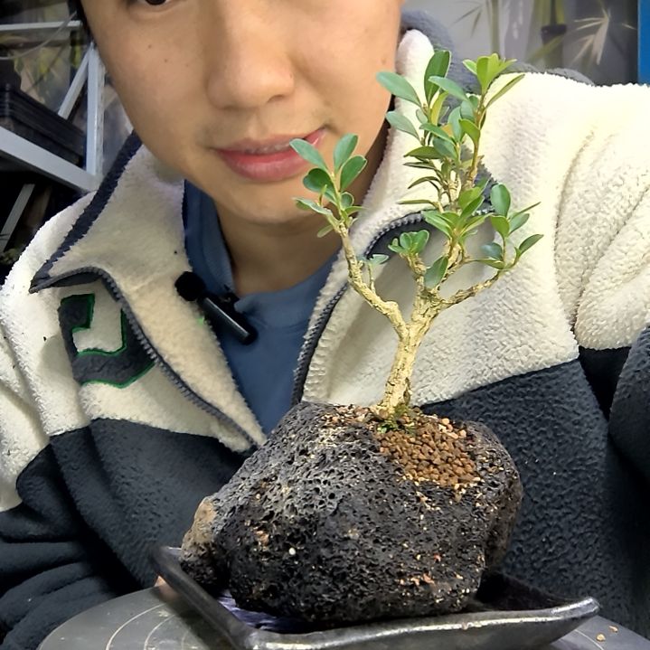 星****海中青园艺一物一拍花253