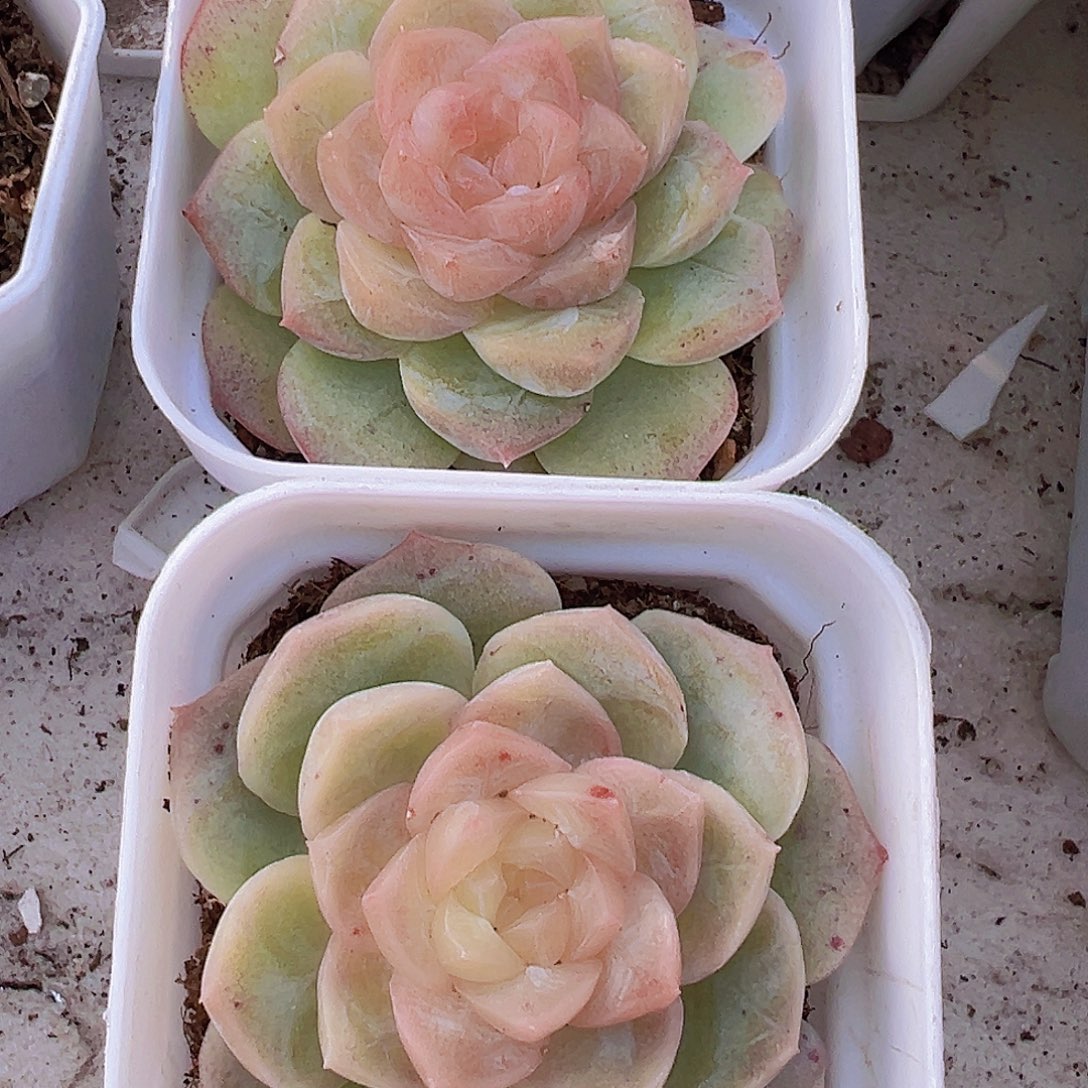 冰心幻影19包邮多肉