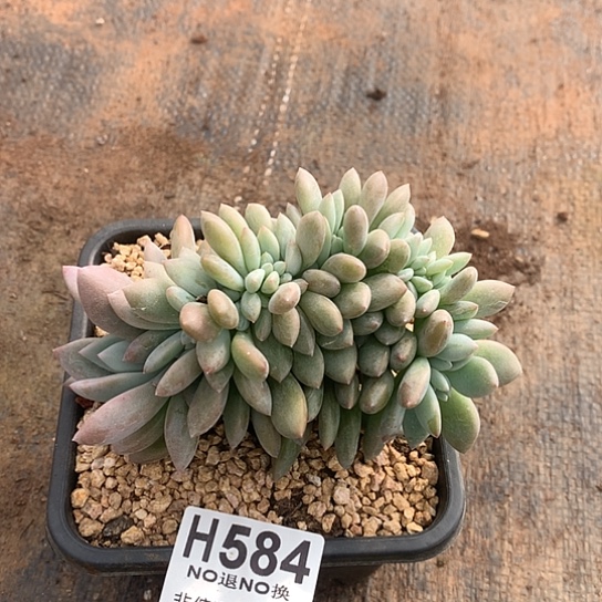 奥普琳呢缀化584 亏本处理退款拉黑7-8天发货