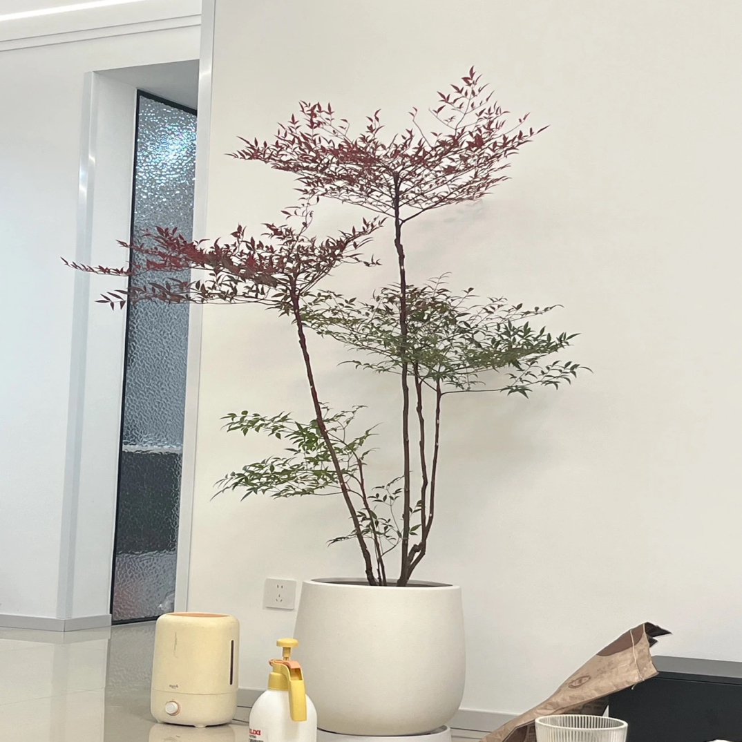 一物一拍 老桩南天竹造型室内绿植四季常青净化空气耐高温耐寒