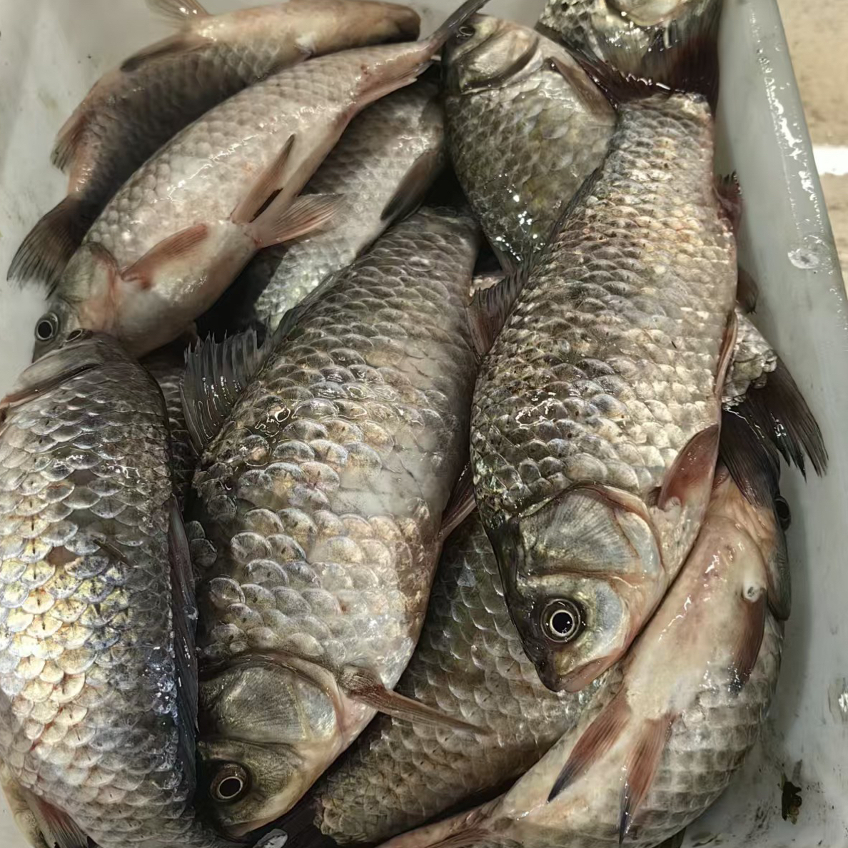 微山湖新鲜纯生态野生鲫鱼