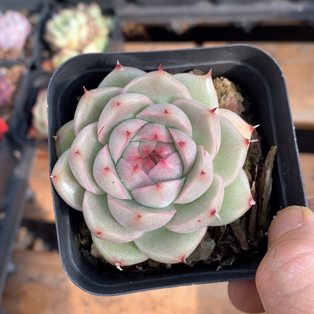 精品多肉一物一拍不包整17