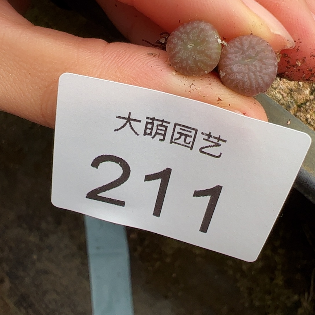 欧***小一物一拍円空杂交。 211