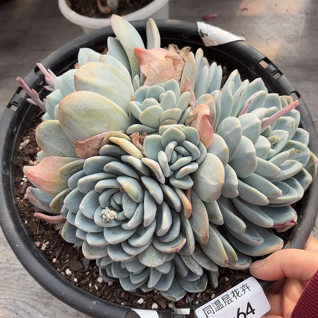 同温层多肉冰玉64