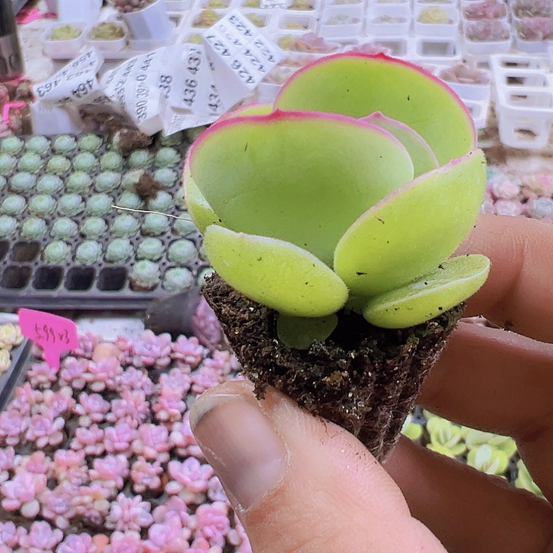 小白眉5个19包邮多肉