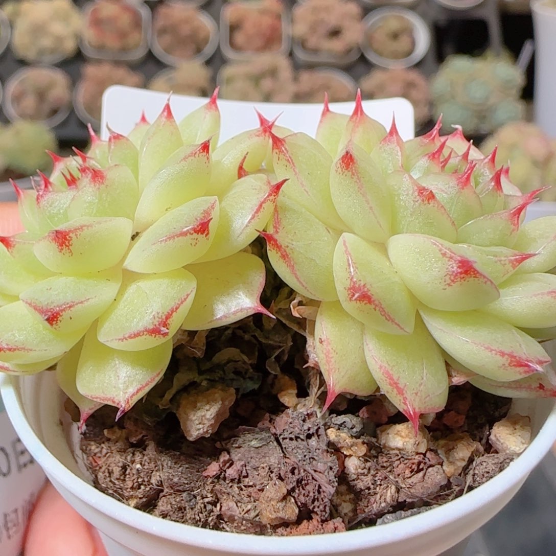 ****～花语多肉1210-53散