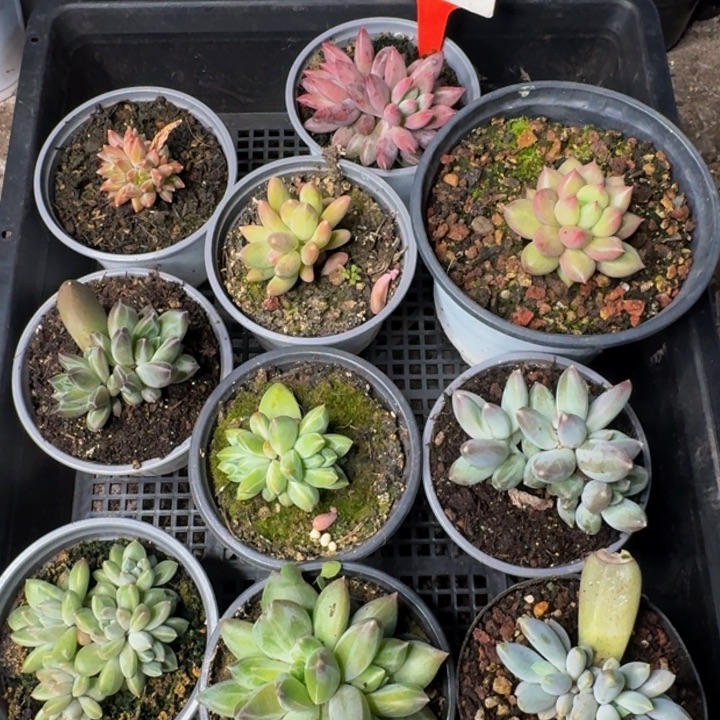 359多肉植物一物一拍