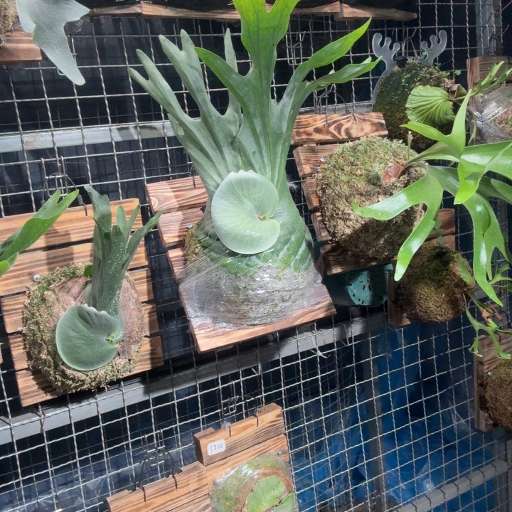 家***咪完全开放板植女王