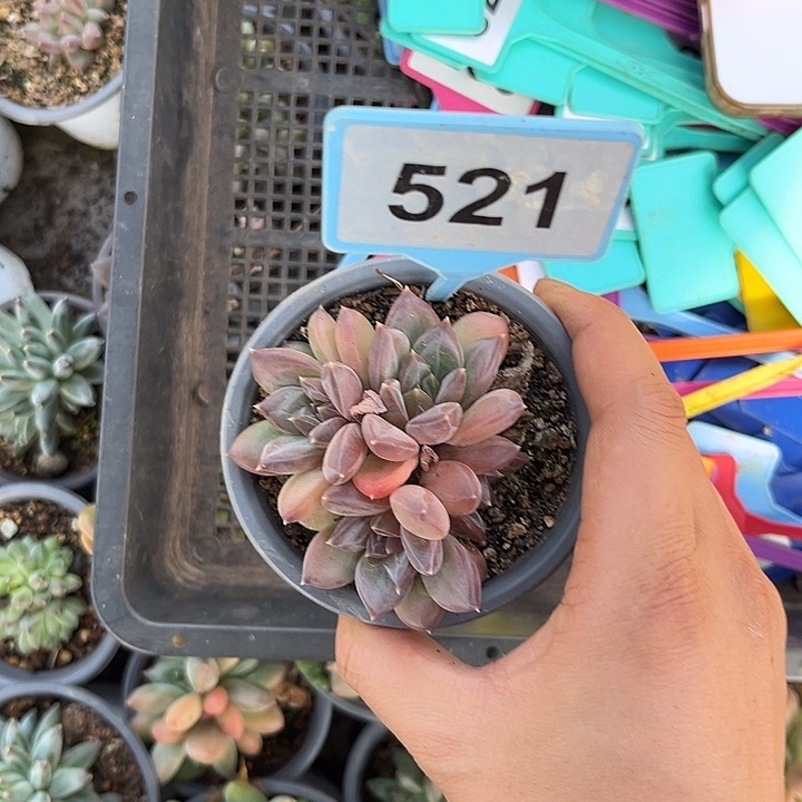 多肉植物小叶幻影521