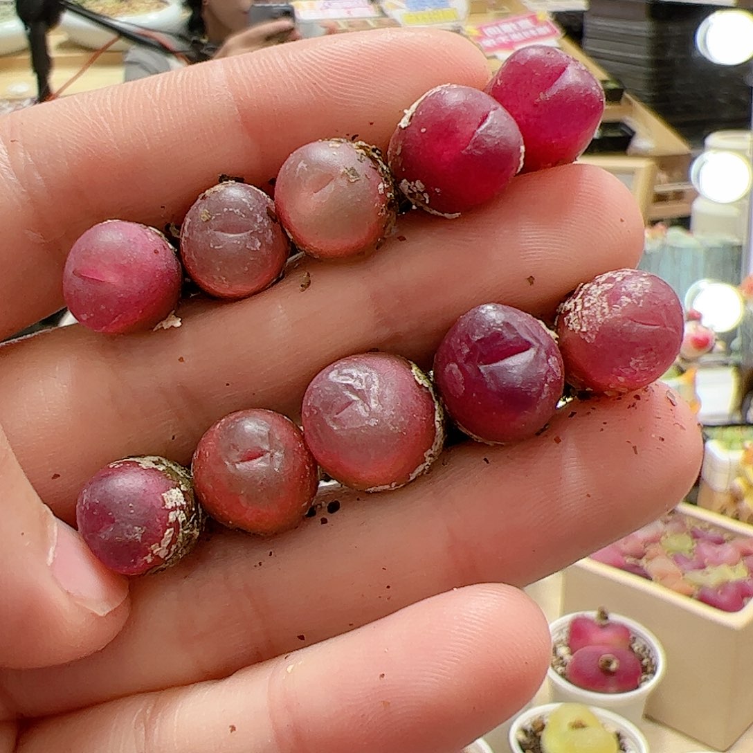 【闪购商品】57 吕氏x10