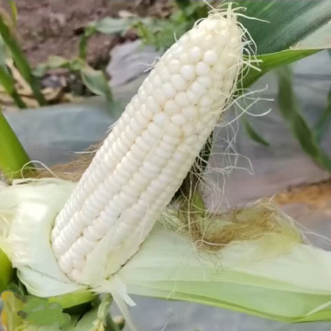 优选精品玉米棒子8Kg（20穗）河南省