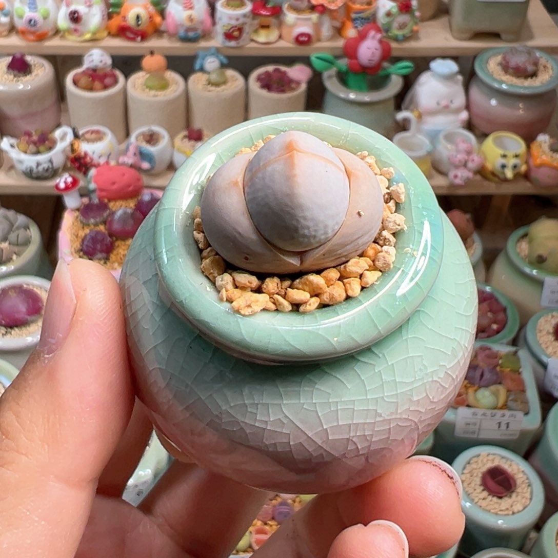 多肉植物56号高尔夫