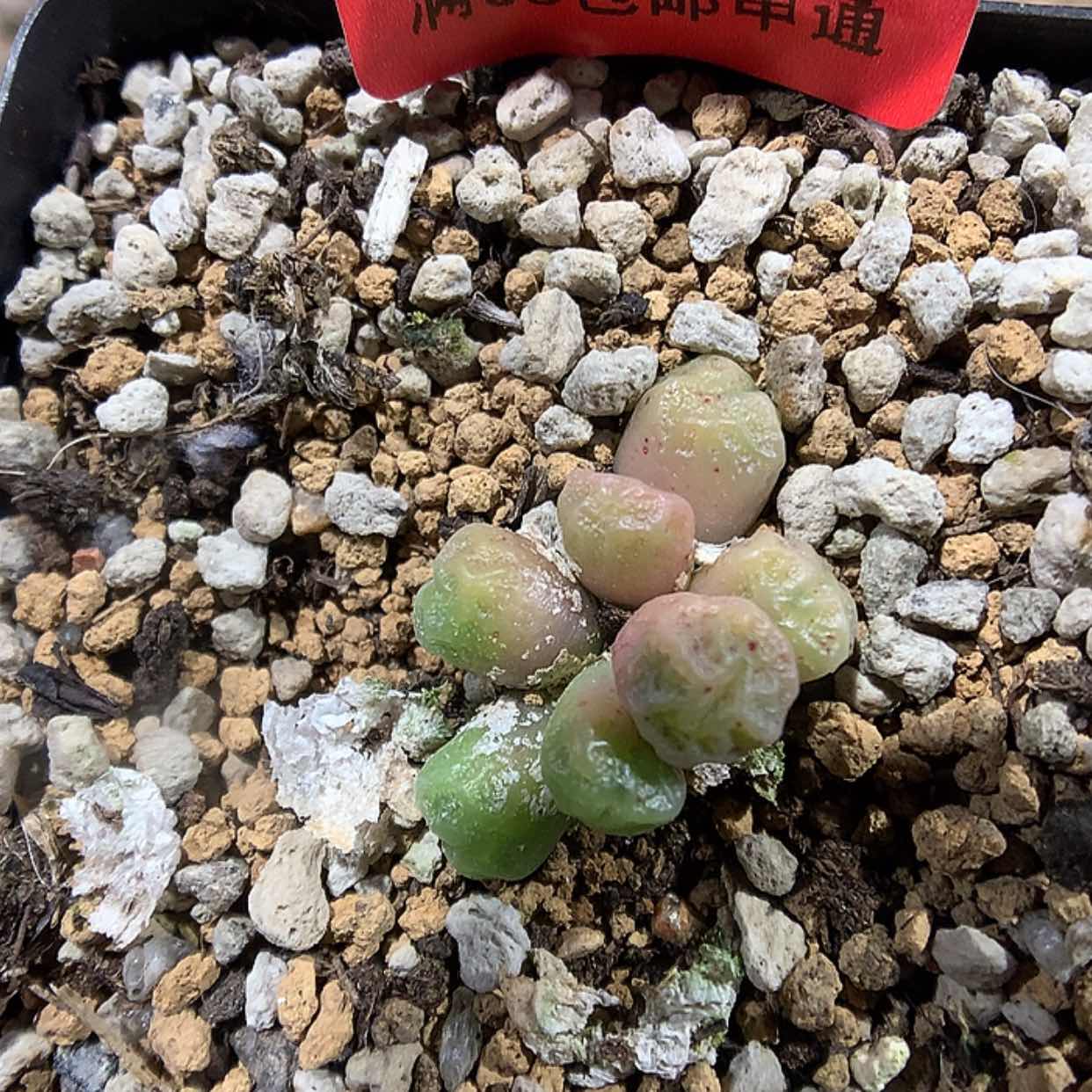 【闪购商品】1-15-27 饺子皮一群 20