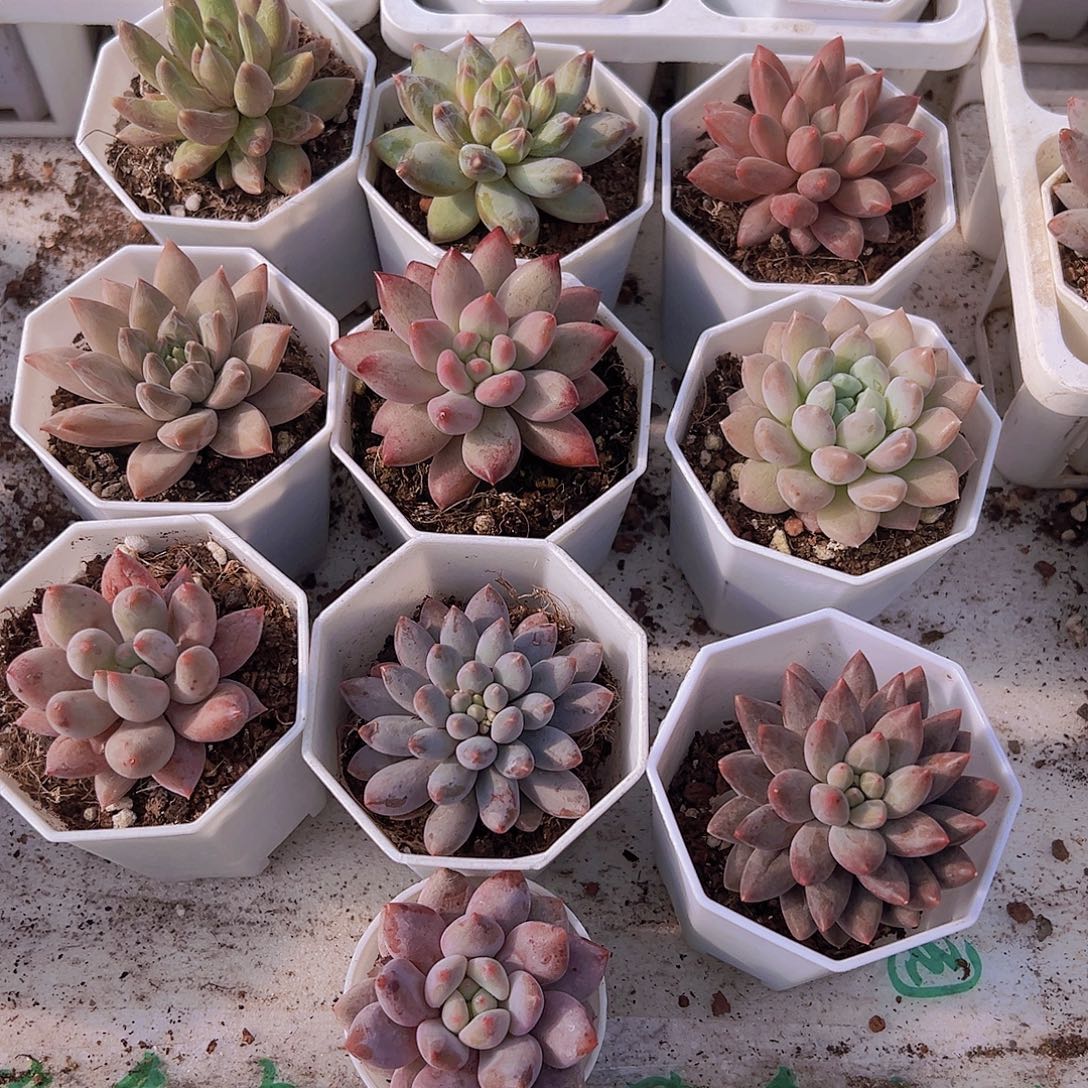 美人系组合10颗白盆发货