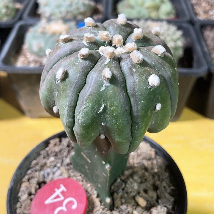 仙人球苗接指纹海星兜34