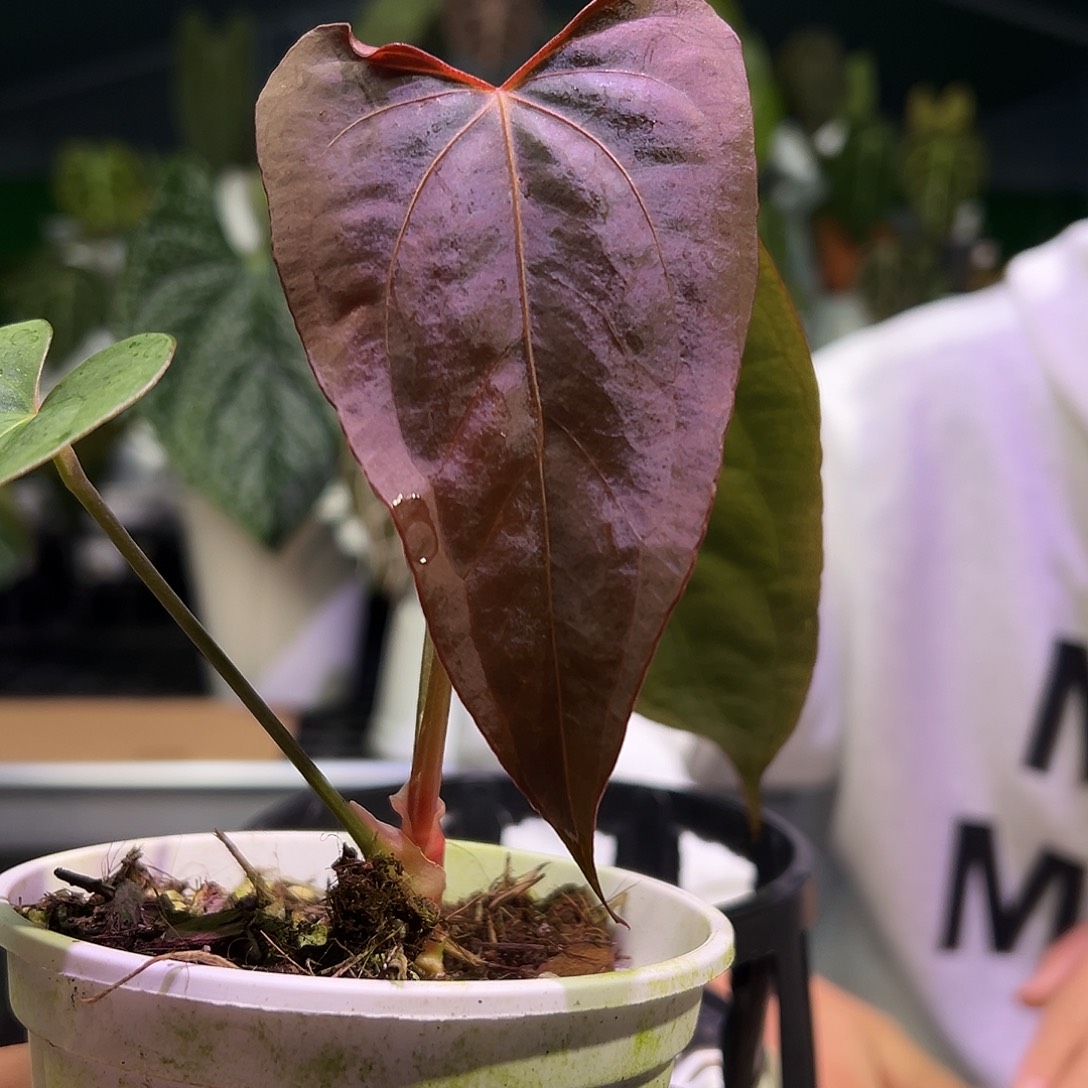 完全开放波特*南美戴斯