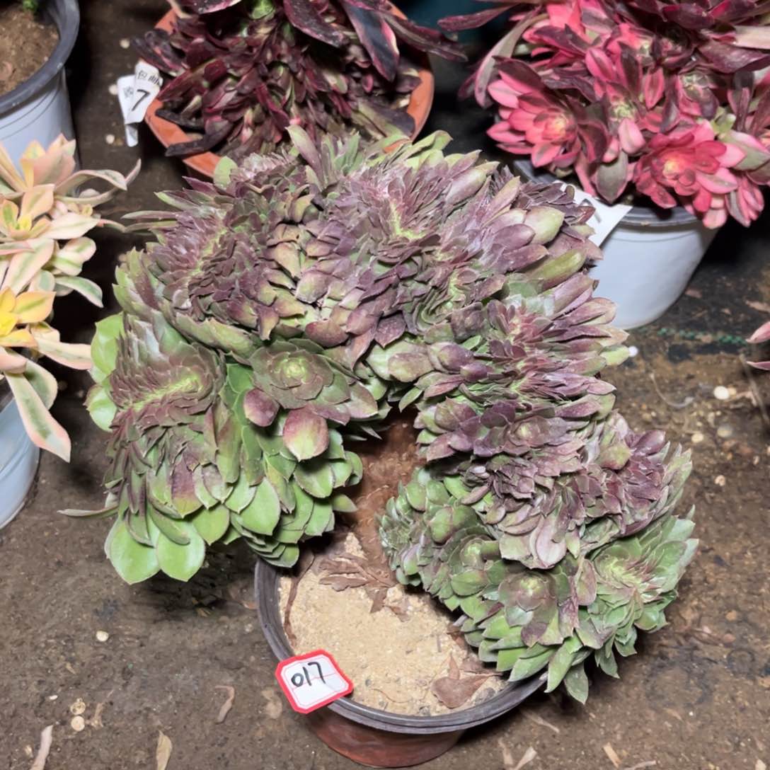 017多肉植物红心沙拉碗缀化桩子有瑕疵