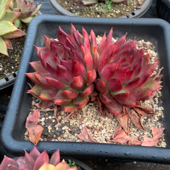 美肉特价活动开始啦