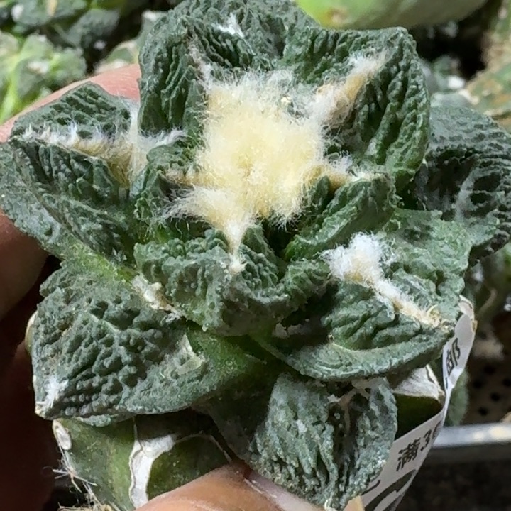 无花朵苗接龙角龟862