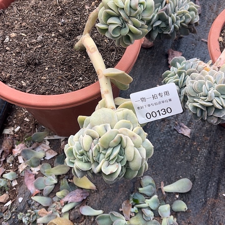 可爱玫瑰缀化，一物一拍