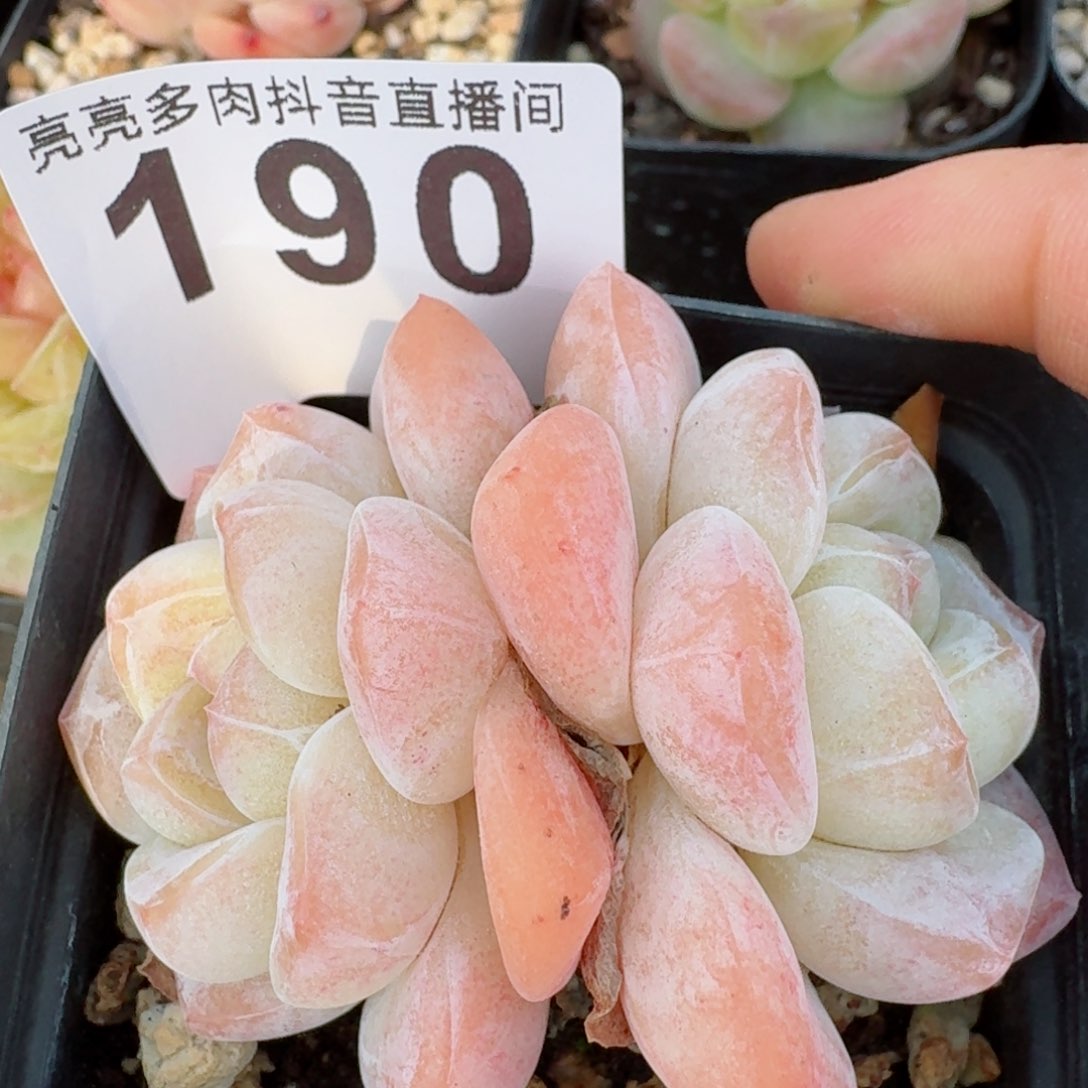 暗纹冰玉         多肉植物